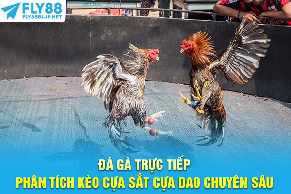 Đá Gà Trực Tiếp - Phân Tích Kèo Cựa Sắt Cựa Dao Chuyên Sâu